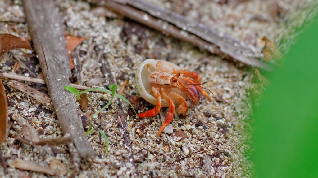 20 - Cahuita NP (08).jpg